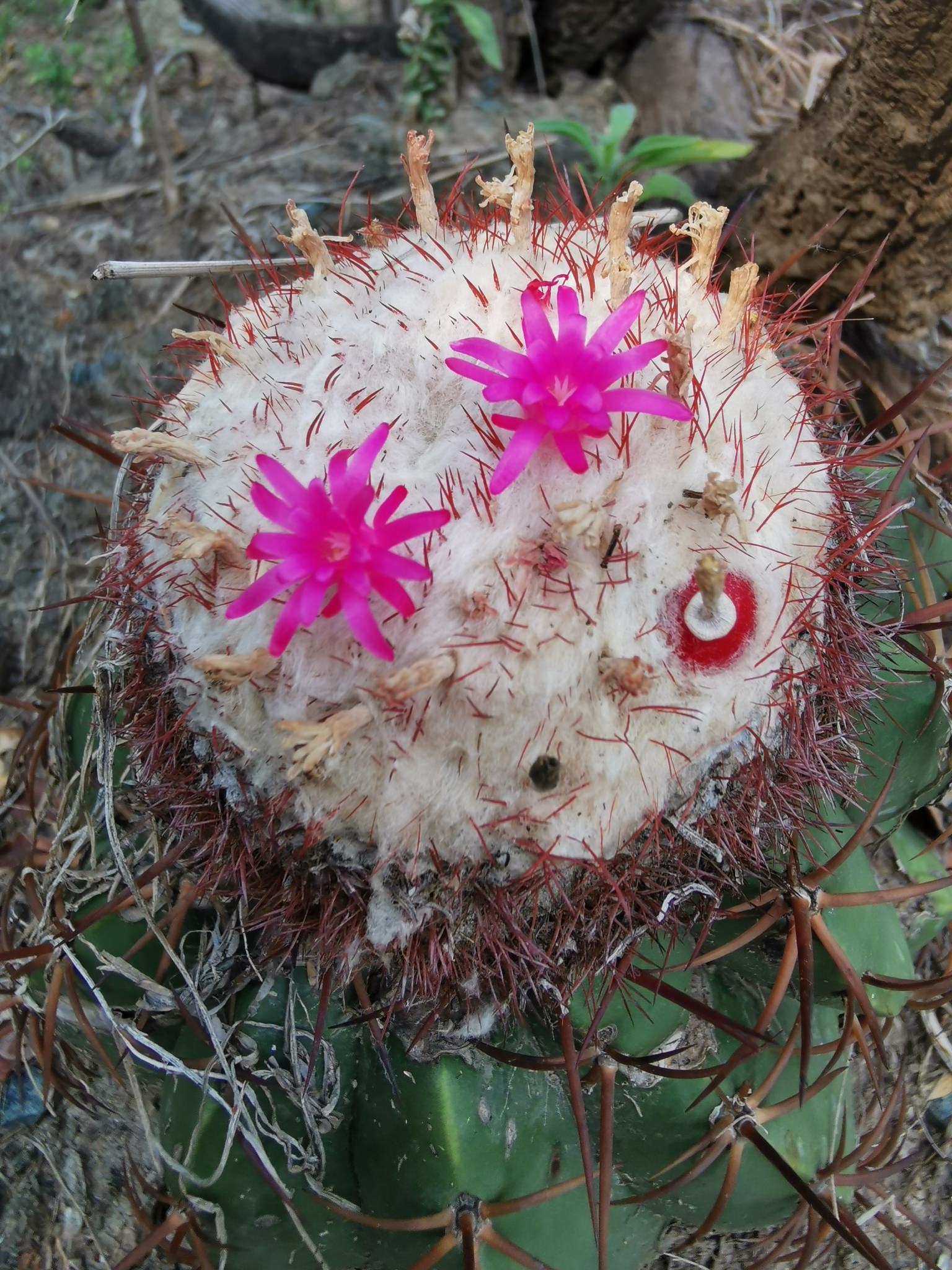 Melocactus curvispinus
